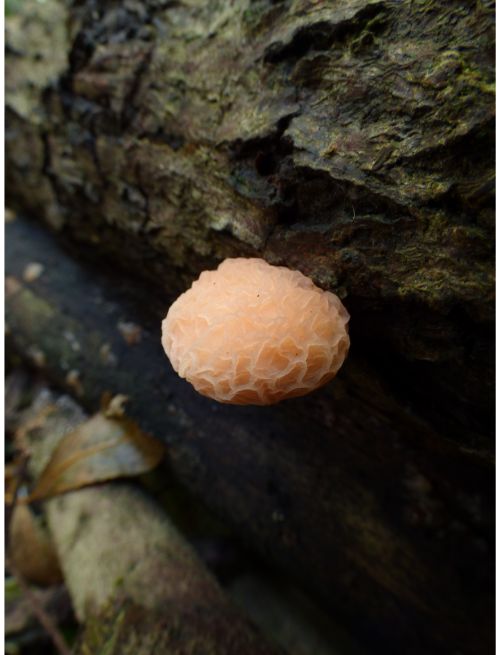 On elm in Laindon, UK.
